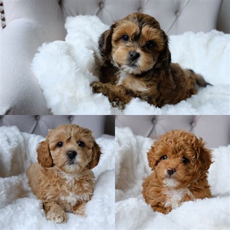 1st set of shots complete Rehoming fee of $200 ea Daddy is 4lb <b>Maltese</b> Mommy is 7 lbs Malties ~Text Or Call: ~Thanks. . Maltipoo puppies for sale craigslist
